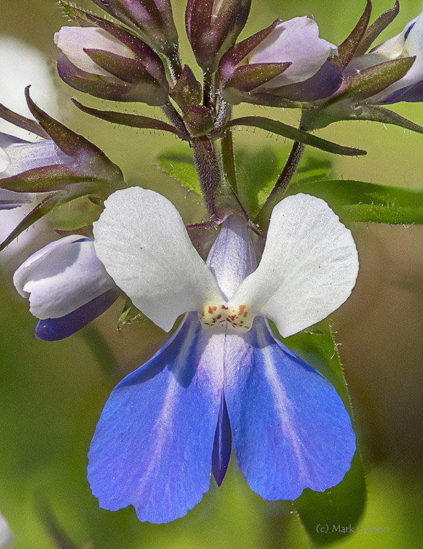 Blue Eyed Mary - Collinsia verna